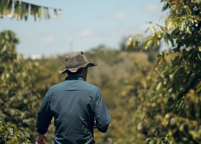 A farmer walking between rows of crops
