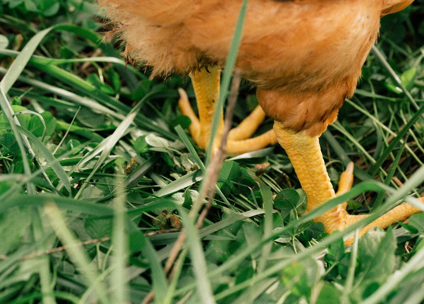 A pasture-raised hen foraging in clover