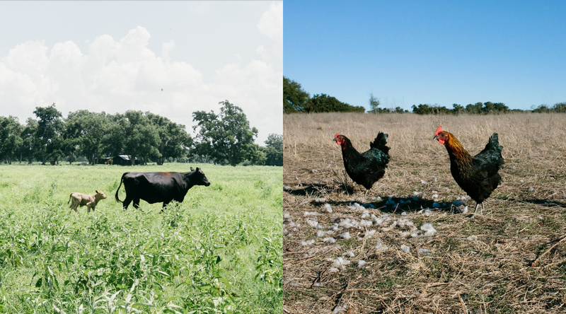 How to Choose Between Chicken and Beef Bone Broth