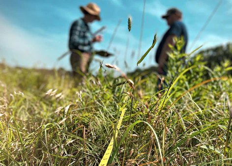Two farmers walking a pasture of tall mixed grasses
