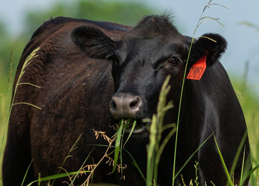 A tagged black cow grazing in long grass